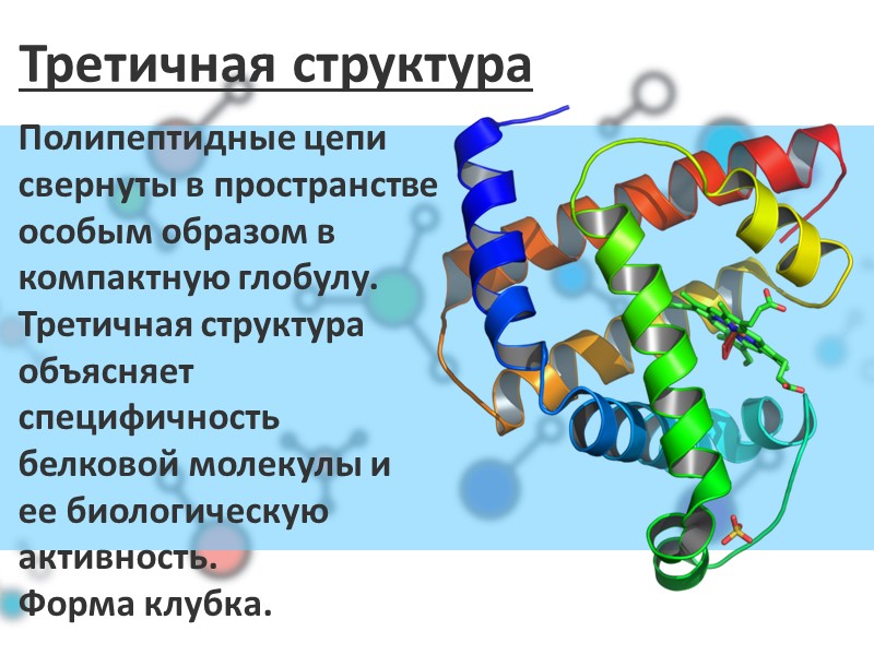 Третичная структура Полипептидные цепи свернуты в пространстве особым образом в компактную глобулу. Третичная структура